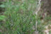 Erica cinerea