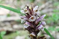 Orobanche hederae