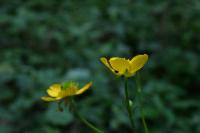 Ranunculus acris subsp. friesianus