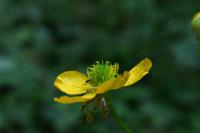 Ranunculus acris subsp. friesianus