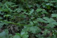 Ranunculus acris subsp. friesianus