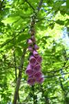 Digitalis purpurea