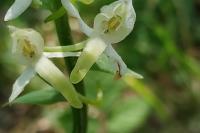 Platanthera bifolia