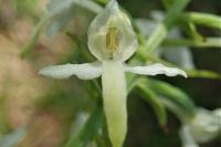 Platanthera bifolia