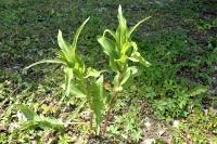 Epipactis helleborine