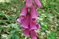 Digitalis purpurea