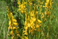 Genista tinctoria