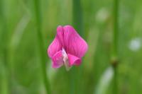 Lathyrus nissolia