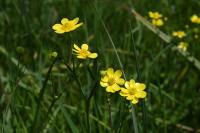 Ranunculus flammula