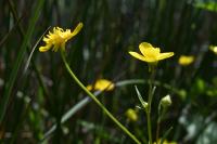 Ranunculus bulbosus