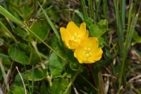 Lysimachia nummularia