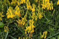 Genista tinctoria