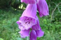 Digitalis purpurea