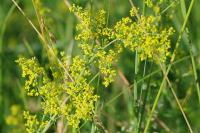 Galium verum