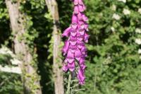 Digitalis purpurea