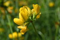 Lotus pedunculatus