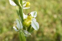 Ophrys apifera