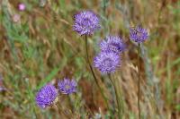 Jasione montana