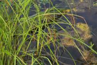 Carex pendula