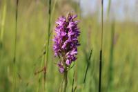 Dactylorhiza incarnata