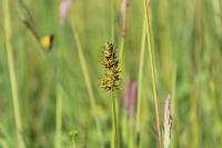 Carex otrubae