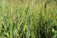 Jacobaea erucifolia
