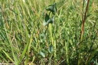 Blackstonia perfoliata