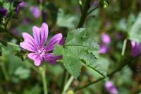 Malva sylvestris