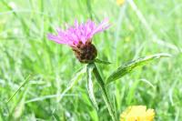 Centaurea jacea