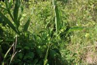 Carex hostiana