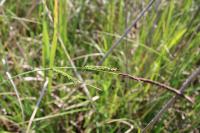 Carex acuta