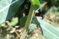 Lactuca virosa