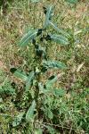 Lactuca virosa