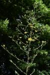 Lactuca virosa