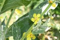 Verbascum pulverulentum