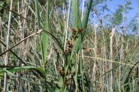 Cladium mariscus