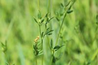 Lotus tenuis