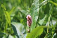 Persicaria amphibia