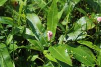 Persicaria amphibia