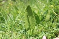 Ophioglossum vulgatum