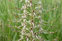 Himantoglossum hircinum