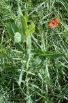 Lactuca virosa