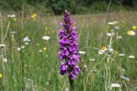 Dactylorhiza elata