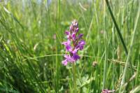 Dactylorhiza fuchsii