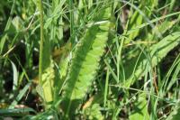 Cirsium dissectum