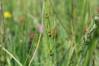 Equisetum palustre