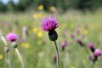 Cirsium dissectum