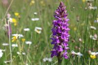 Dactylorhiza elata