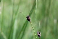 Schoenus nigricans