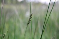 Danthonia decumbens